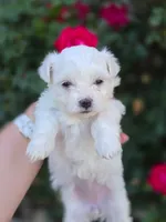 Lucky , a male Maltese for sale in Roanoke, VA – 2 of 3