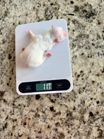 Ivy, a female Maltese for sale in Washington, DC – 2 of 2