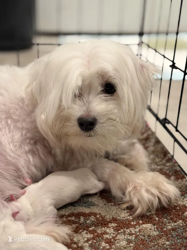 Ivy – Maltese puppy for sale in Washington, DC