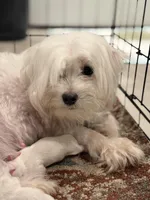 Ivy, a female Maltese for sale in Washington, DC – 1 of 2