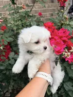 Luna AKC , a female Maltese for sale in Washington, DC – 2 of 4