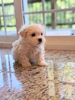Max AKC , a male Maltese for sale in Washington, DC – 2 of 3