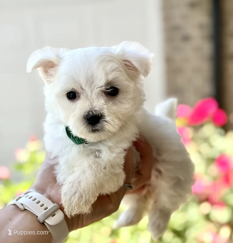 Tiny  – Maltese puppy for sale in Springfield, MA