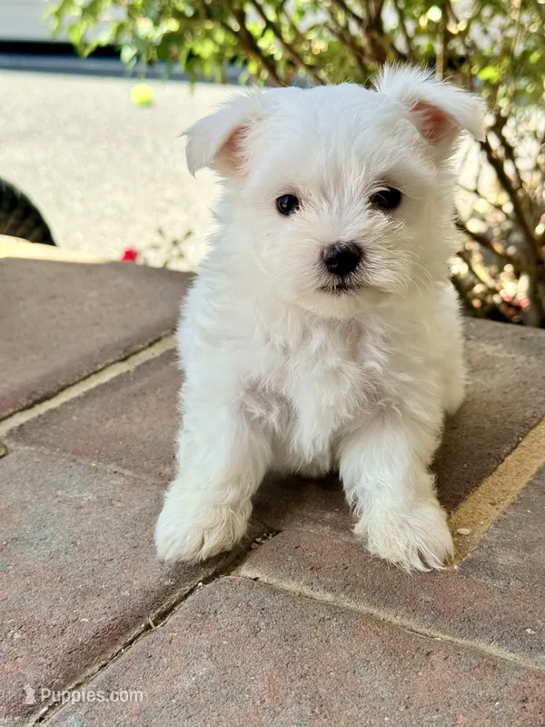Lucky  – Maltese puppy for sale in Springfield, MA