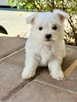 Lucky , a male Maltese for sale in Springfield, MA – 1 of 2
