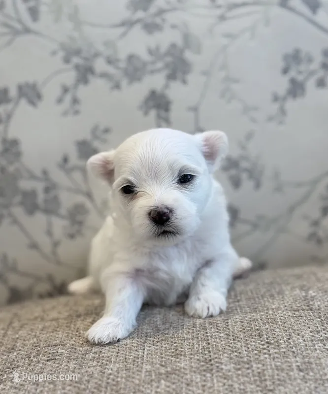 Lucky  – Maltese puppy for sale in Chicopee, MA