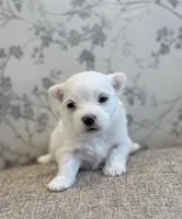 Lucky , a male Maltese for sale in Harrisonburg, VA – 1 of 2
