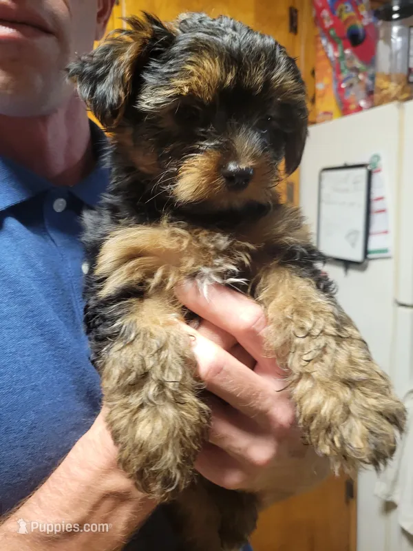 Yorkie Boy 3 – Yorkshire Terrier puppy for sale in Buffalo, NY