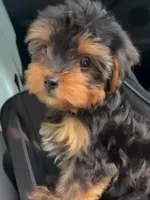 Yorkie Boy 3, a male Yorkshire Terrier for sale in Buffalo, NY – 1 of 1