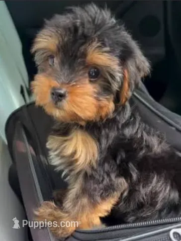 Yorkie Boy 1 – Yorkshire Terrier puppy for sale in Buffalo, NY