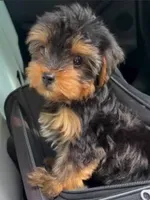 Yorkie Boy 1, a male Yorkshire Terrier for sale in Buffalo, NY – 1 of 1