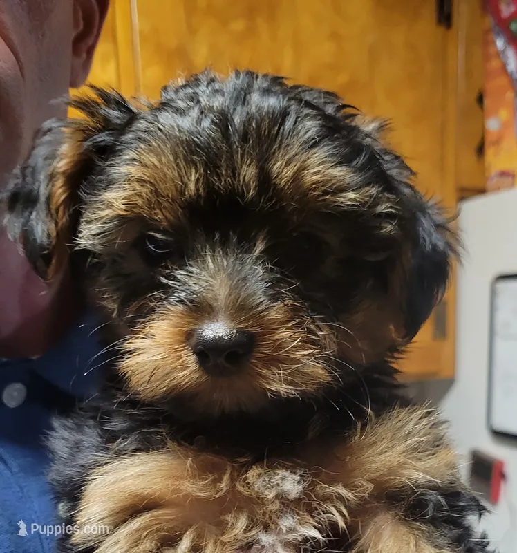 Yorkie Boy 4 – Yorkshire Terrier puppy for sale in Buffalo, NY