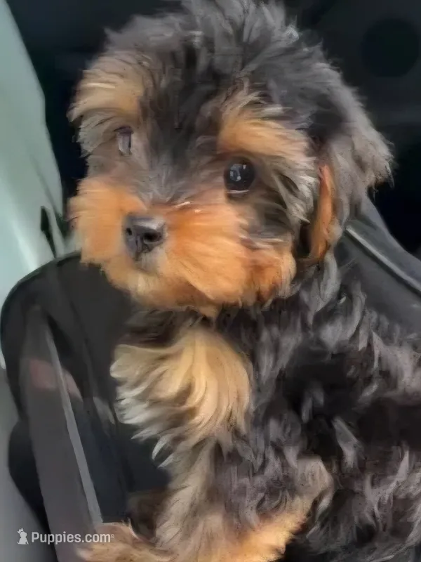 Yorkie Boy 4 – Yorkshire Terrier puppy for sale in Buffalo, NY