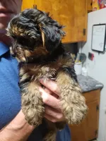 Yorkie Boy 2, a male Yorkshire Terrier for sale in Buffalo, NY – 3 of 3