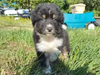 Grizzy, a male Australian Shepherd for sale in Albany, OR – 1 of 2