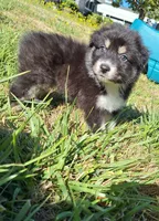 Bernadette , a female Australian Shepherd for sale in Albany, OR – 2 of 2
