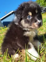 Bernadette , a female Australian Shepherd for sale in Albany, OR – 1 of 2