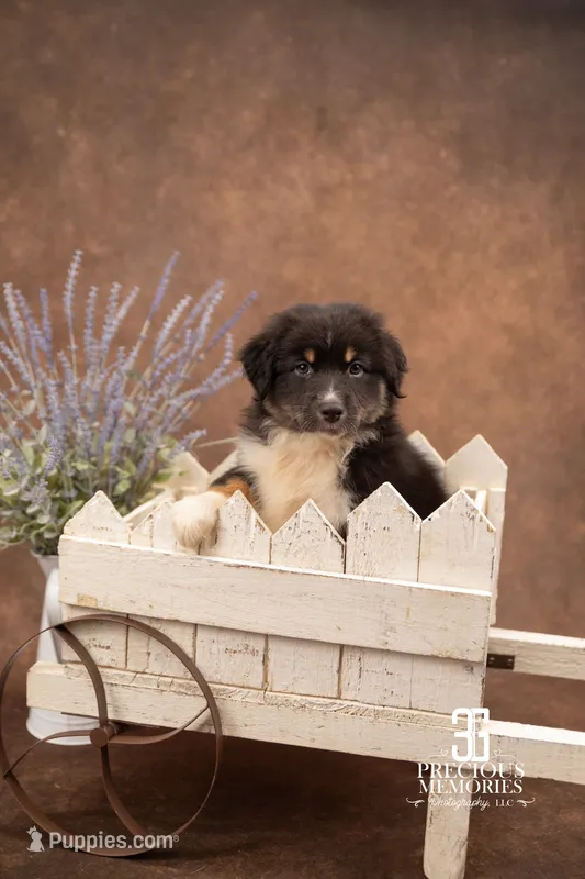 Koda – Australian Shepherd puppy for sale in Albany, OR