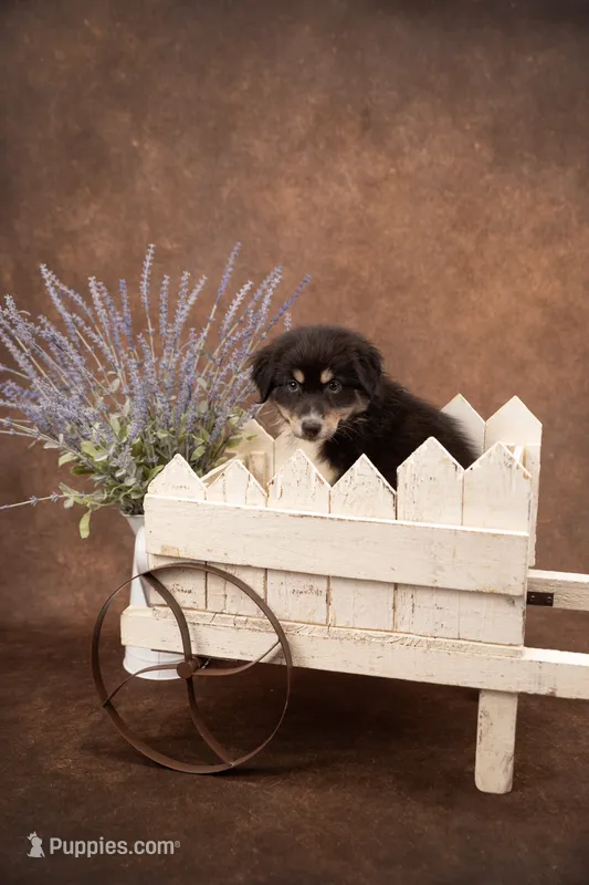 Bernadette  – Australian Shepherd puppy for sale in Albany, OR