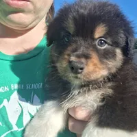 Grizzy, a male Australian Shepherd for sale in Albany, OR – 2 of 2