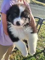 Everest , a male Australian Shepherd for sale in Albany, OR – 2 of 2