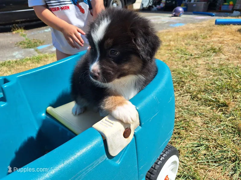 Bandit – Australian Shepherd puppy for sale in Albany, OR