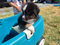 Bandit, a male Australian Shepherd for sale in Albany, OR – 1 of 2