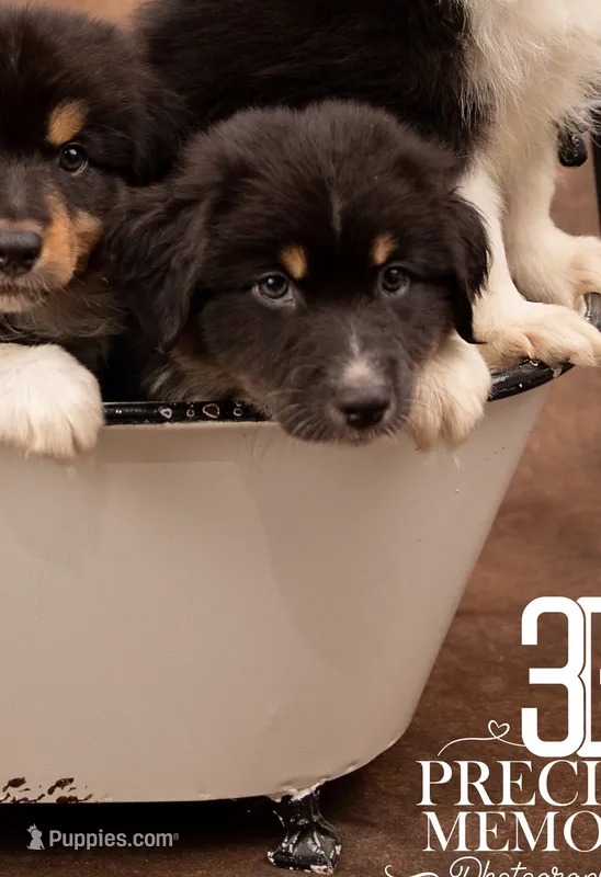 Koda – Australian Shepherd puppy for sale in Albany, OR