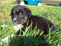 Koda, a male Australian Shepherd for sale in Albany, OR – 2 of 2