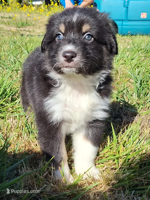 Koda – Australian Shepherd puppy for sale in Albany, OR