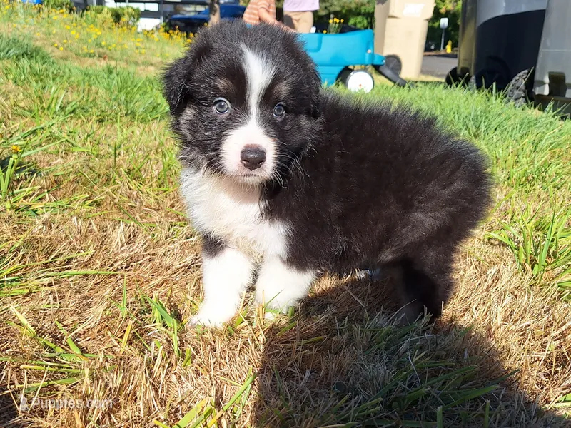 Everest  – Australian Shepherd puppy for sale in Albany, OR