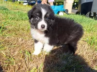 Everest , a male Australian Shepherd for sale in Albany, OR – 1 of 2