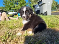 Bandit, a male Australian Shepherd for sale in Albany, OR – 2 of 2