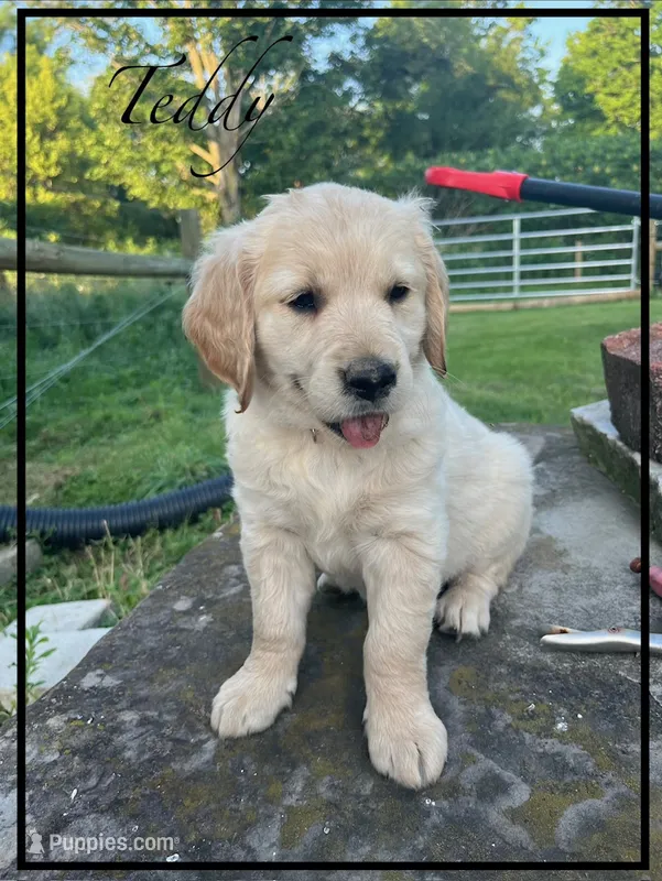 TEDDY – Golden Retriever puppy for sale in Willard, OH