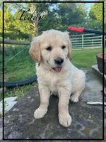 TEDDY, a female Golden Retriever for sale in Willard, OH – 1 of 1