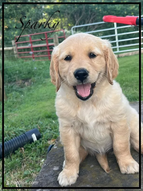 Sparky – Golden Retriever puppy for sale in Willard, OH