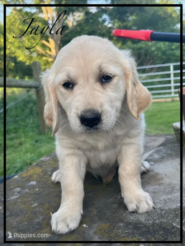 Jayla – Golden Retriever puppy for sale in Willard, OH