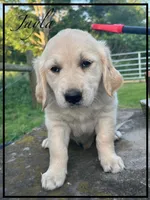 Jayla, a female Golden Retriever for sale in Willard, OH – 1 of 1
