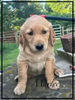 Marlee, a female Golden Retriever for sale in Willard, OH – 1 of 1