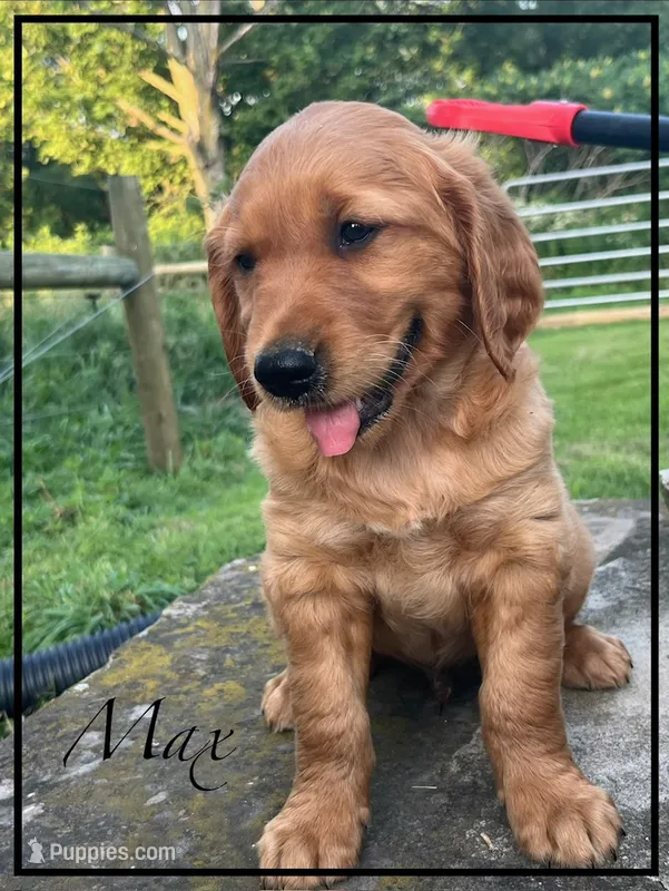 Max – Golden Retriever puppy for sale in Willard, OH