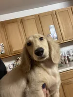 Lucky, a male Dachshund for sale in Okeechobee, FL – Photo 1 of 10