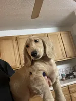 Lucky, a male Dachshund for sale in Okeechobee, FL – Photo 6 of 10