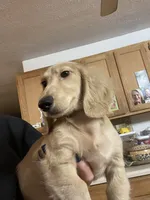 Lucky, a male Dachshund for sale in Okeechobee, FL – Photo 3 of 10