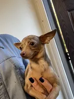 Pete, a male Chihuahua for sale in Okeechobee, FL – 8 of 10