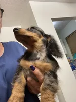 Blake, a male Miniature Dachshund for sale in Okeechobee, FL – 6 of 10
