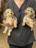 Fluff, a male Miniature Dachshund for sale in Okeechobee, FL – Photo 3 of 10