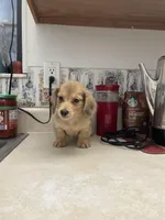 Fluff, a male Miniature Dachshund for sale in Okeechobee, FL – Photo 2 of 10