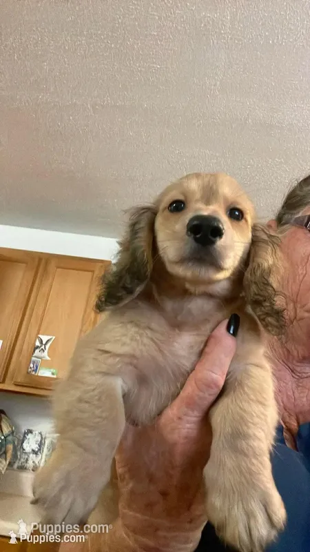 Fluff – Miniature Dachshund puppy for sale in Okeechobee, FL