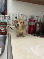 Fluff, a male Miniature Dachshund for sale in Okeechobee, FL – Photo 5 of 10