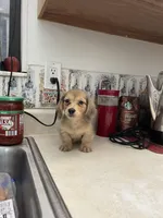 Fluff, a male Miniature Dachshund for sale in Okeechobee, FL – Photo 4 of 10